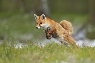 Red Fox jumping, Vulpes vulpes, wildlife scene from Europe. Orange fur coat animal in the nature