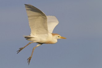 Western Cattle Egret (Bubulcus ibis) flying, Florida, USA, North America