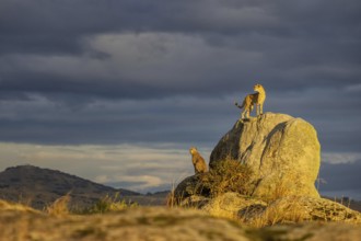 Cheetah (Acinonyx jubatus) pair in sunset on rocks in grassland, Castile-La Mancha, Spain, Europe