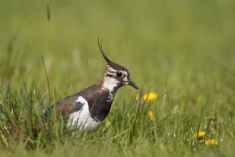 Northern Lapwing (Vanellus vanellus) male, North Rhine-Westphalia, Germany, Europe