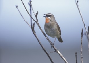 Siberian Rubythroat (Calliope calliope) male singing, Japan, Asia