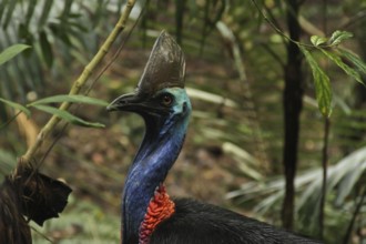 Southern Cassowary (Casuarius casuarius) female, Queensland, Australia, Oceania