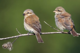 Red-backed Shrike (Lanius collurio) juvenile, Saxony-Anhalt, Germany, Europe