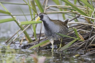 Sora (Porzana carolina), British Columbia, Canada, North America