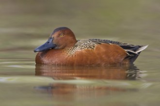 Cinnamon Teal (Spatula cyanoptera) male, Texas, USA, North America