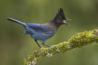 Steller's Jay (Cyanocitta stelleri), British Columbia, Canada, North America
