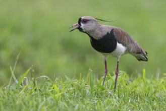 Southern Lapwing (Vanellus chilensis) on the ground in the Atlantic rainforest of southeast Brazil