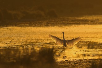 Great White Egret (Ardea alba), open wings, morning mood, backlight, Lower Austria