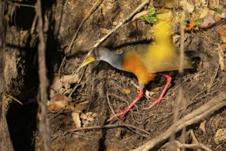 Grey-necked wood rail (Aramides cajanea) Pantanal Brazil