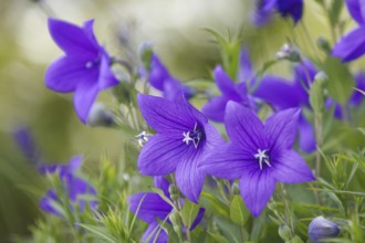 Close-up of the large balloon flower (Platycodon grandiflorus), the bright colours create a fresh