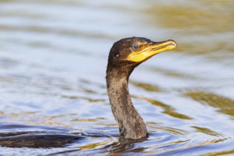 Humboldt Cormorant (Phalacrocorax brasilianus) Pantanal Brazil