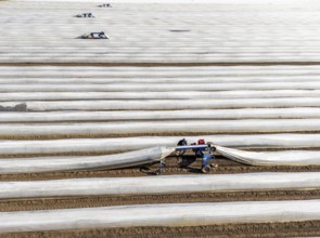 DefaultAsparagus harvest on the Lower Rhine, near Wesel, asparagus field under thermo foil, for