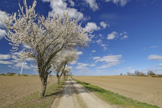 Flowering trees line a country lane under a clear, cloudy sky, Wendland, Lower Saxony, Germany,