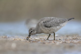 Red Knot (Calidris canutus) foraging, Mecklenburg-Western Pomerania, Germany, Europe