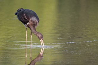 Black Stork (Ciconia nigra) juvenile foraging, Saxony-Anhalt, Germany, Europe