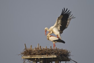 White Stork (Ciconia ciconia) pair mating, North Rhine-Westphalia, Germany, Europe