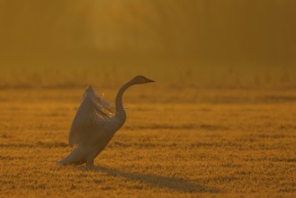 Whooper Swan (Cygnus cygnus) flapping, North Rhine-Westphalia, Germany, Europe