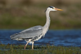 Grey Heron (Ardea cinerea), Schleswig-Holstein, Germany, Europe