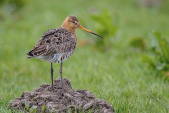 Black-tailed Godwit (Limosa limosa), Netherlands