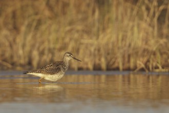 Lesser Yellowlegs (Tringa flavipes), Manitoba, Canada, North America