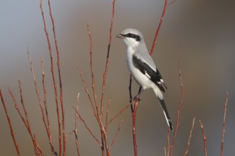 Great Grey Shrike (Lanius excubitor), Fribourg, Switzerland, Europe