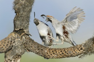 Gambel's Quail (Callipepla gambelii) male, Arizona, USA, North America