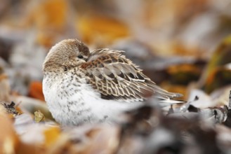 Dunlin (Calidris alpina), Bergen, Norway, Europe