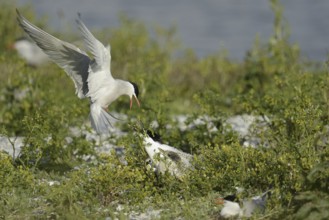 Common Tern & Sandwich Tern (Sterna hirundo & Thalasseus sandvicensis), Texel, Niederlande