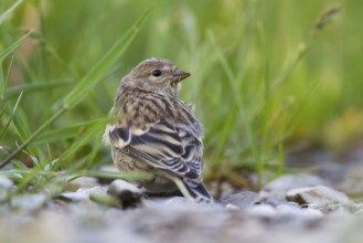 Citril Finch - Zitronengirlitz - Carduelis citrinella, Austria, juvenile, Europe