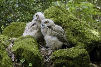 Eurasian Eagle-Owl (Bubo bubo) juvenile, Germany, Europe