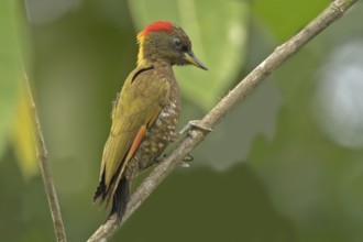 Gelbhaubenspecht (picus chlorolophus) im Regenwald von sri Lanka