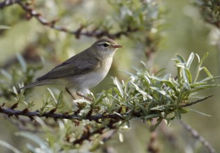 Willow Warbler (Phylloscopus trochilus), Schleswig-Holstein, Germany, Europe