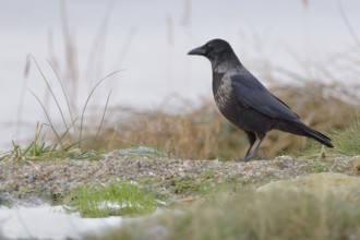 Rabenkrähe lat. Corvus corone, Altvogel auf Brachfläche