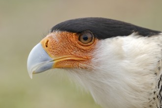 Northern Crested Caracara (Caracara cheriway), Texas, USA, North America