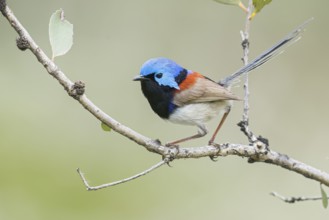Purple-backed Fairywren (Malurus assimilis) perched on a branch in eastern Australia