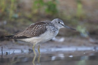 Common Greenshank (Tringa nebularia), North Rhine-Westphalia, Germany, Europe