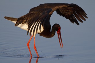 Black Stork (Ciconia nigra) foraging, Greece, Europe