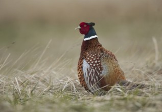 Common Pheasant (Phasianus colchicus) male, Schleswig-Holstein, Germany, Europe