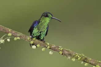 Crowned Woodnymph (Thalurania colombica hypochlora), Ecuador, South America