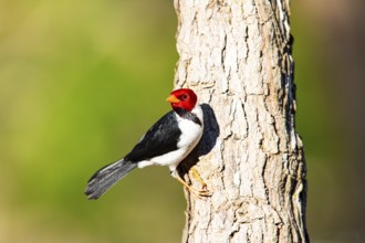 The red-capped cardinal (Paroaria gularis) Pantanal Brazil