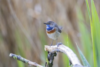 Bluethroat (Luscinia svecica cyanecula) Male Germany