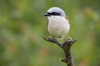 Red-backed shrike (Lanius collurio) ml Germany