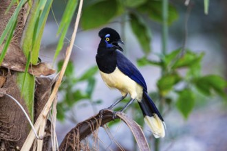 Plush-crested jay (Cyanocorax chrysops) Pantanal Brazil