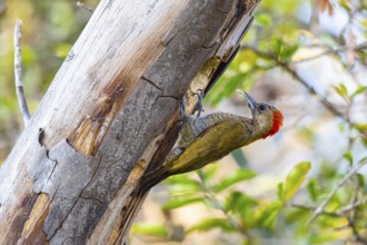 Pileated Woodpecker (Veniliornis passerinus) Pantanal Brazil