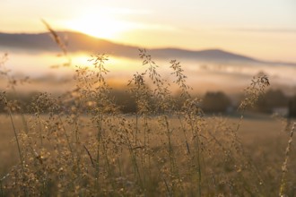 Grass panicles shining in the morning sun, Upper Lusatian mountains with fog in the morning light,