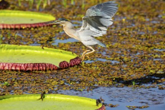 Mongrove Heron (Butorides striatus) Pantanal Brazil