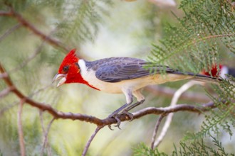 Red-crested Tanager (Paroaria coronata) Pantanal Brazil