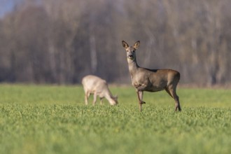A red deer (Capreolus capreolus) foraging in a meadow in winter. A deer stands in a field with