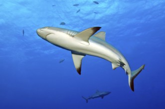 Underwater photo of Grey reef shark (Carcharhinus amblyrhynchos) swimming close to viewer through