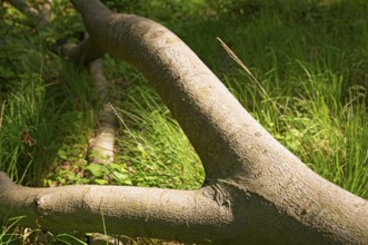 Tree trunks, Darß primeval forest, Weststrand, national park, forest stand, Darß, Zingst, Germany,